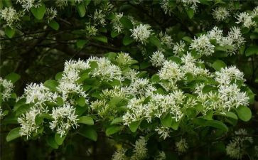 鲁迅的《朝花夕拾》读后感模板5篇