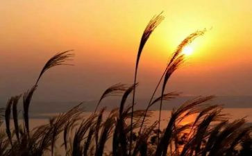 读秋天的怀念读后感最新5篇