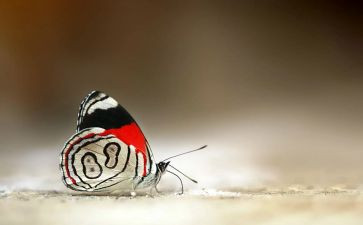 中班音乐蝴蝶找花教案5篇