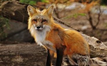 红狐狸读后感5篇