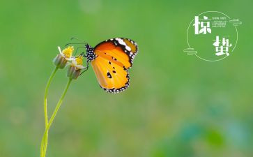 24节气惊蛰教案5篇
