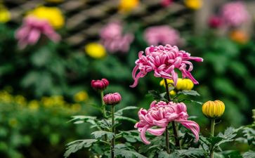 菊花香读后感8篇