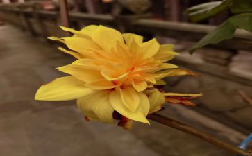 菊花开读后感5篇