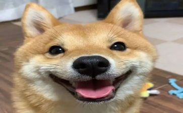 真开心作文200字7篇