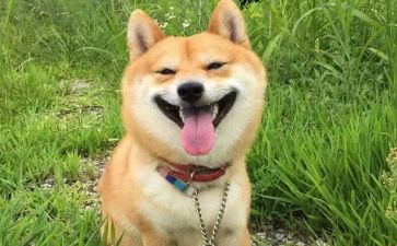 春节开心的事作文5篇