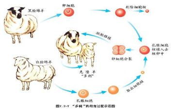 克隆的我作文300字6篇