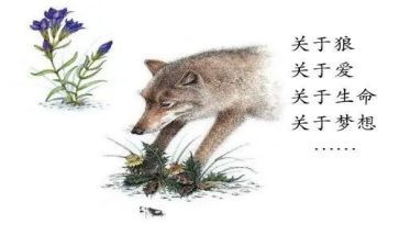 读狼王梦读后感6篇