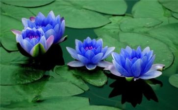 莲花岛作文7篇