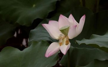 爱莲说教案模板8篇