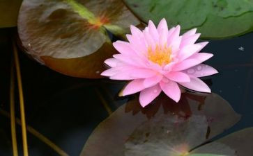 莲花岛作文精选6篇