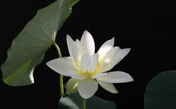 榴莲的作文600字5篇