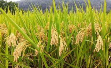反粮食法心得体会推荐8篇