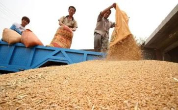 2023年上半年粮食工作总结7篇