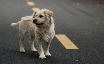 流浪地球观后感优秀8篇