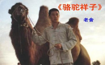 骆驼300祥子心得体会精选5篇