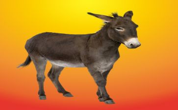 寓言故事驴和马的读后感7篇