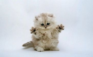 我是猫作文优质6篇