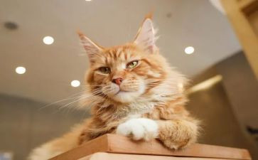 猫教案最新8篇