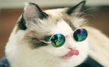 写小猫的作文优质6篇
