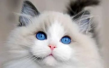 四年级语文《猫》教案7篇
