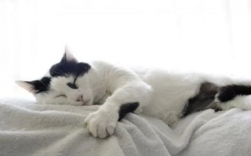郑振铎《猫》教案6篇