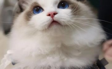 四年级语文《猫》教案模板6篇