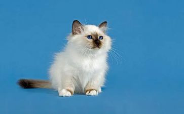 猫的读后感作文模板6篇