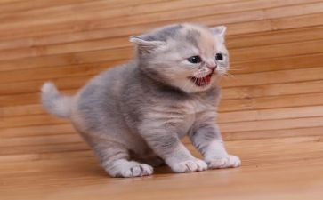 四年级语文《猫》教案最新5篇