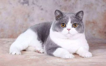 关于猫的英语演讲稿3分钟6篇
