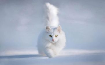 写小猫的作文通用8篇