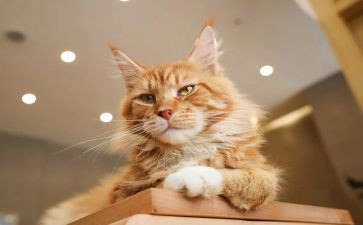 四年级语文《猫》教案优秀7篇