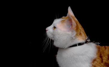 猫的心得推荐6篇