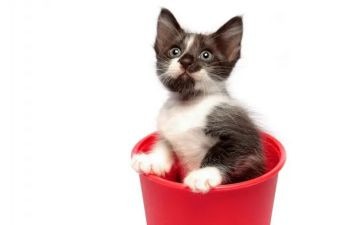 猫的绘本读后感8篇
