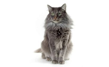 幼儿园画猫的教案5篇
