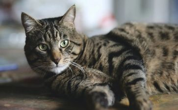 猫的读后感作文优质6篇