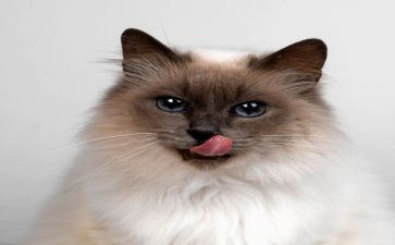 猫妈妈和猫宝宝小班教案5篇
