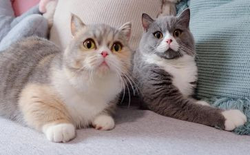 我的猫作文200字模板7篇