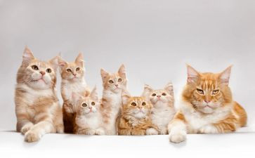 猫的读后感作文通用8篇