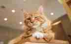 猫主题活动方案模板8篇
