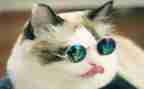 写小猫的作文优质6篇