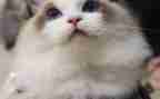 小猫的作文优秀6篇