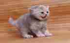 写小猫的作文300字8篇
