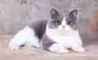 关于猫的英语演讲稿3分钟6篇
