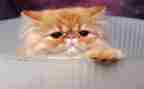 猫的心愿作文5篇