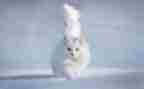 写小猫的作文通用8篇