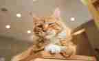 四年级语文下册猫教案精选7篇