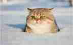 写小猫的作文300字精选7篇