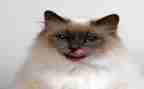 猫的读后感作文优秀8篇