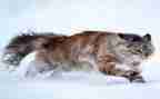 小班教案猫和老鼠教案6篇