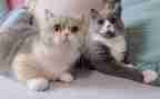 猫和鼠语言教案通用6篇
